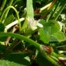 Fotografia 10 da espécie Trifolium subterraneum subesp. subterraneum var. subterraneum do Jardim Botânico UTAD