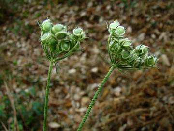 Fotografia da espécie Tordylium maximum