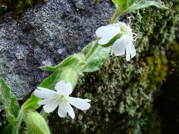 Fotografia da espécie Silene marizii