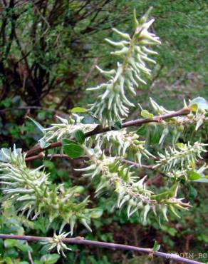 Fotografia 2 da espécie Salix atrocinerea no Jardim Botânico UTAD