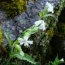 Fotografia 5 da espécie Silene marizii do Jardim Botânico UTAD