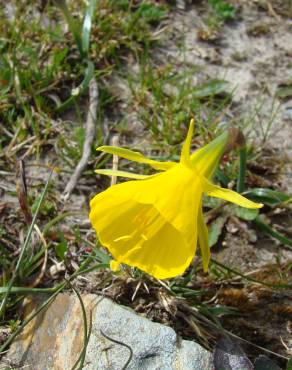 Fotografia 5 da espécie Narcissus bulbocodium no Jardim Botânico UTAD