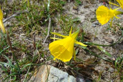 Fotografia da espécie Narcissus bulbocodium