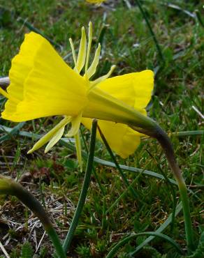 Fotografia 6 da espécie Narcissus bulbocodium no Jardim Botânico UTAD