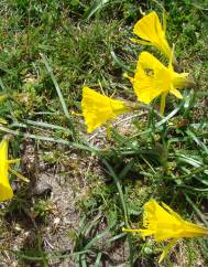 Narcissus bulbocodium