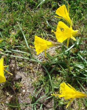 Fotografia 1 da espécie Narcissus bulbocodium no Jardim Botânico UTAD