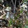 Fotografia 3 da espécie Teesdalia coronopifolia do Jardim Botânico UTAD