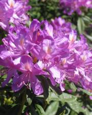 Fotografia da espécie Rhododendron ponticum