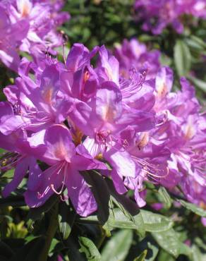 Fotografia 1 da espécie Rhododendron ponticum subesp. baeticum no Jardim Botânico UTAD