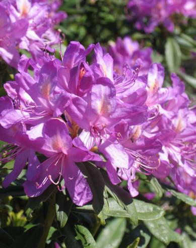 Fotografia de capa Rhododendron ponticum subesp. baeticum - do Jardim Botânico