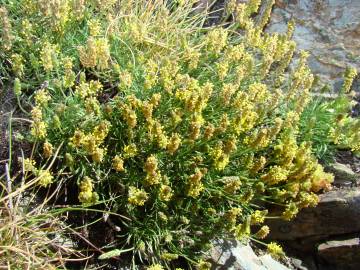 Fotografia da espécie Plantago holosteum