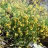 Fotografia 1 da espécie Plantago holosteum do Jardim Botânico UTAD