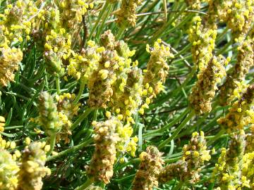 Fotografia da espécie Plantago holosteum