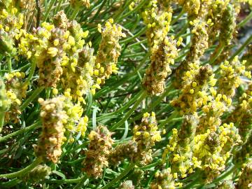 Fotografia da espécie Plantago holosteum