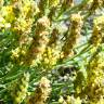 Fotografia 7 da espécie Plantago holosteum do Jardim Botânico UTAD