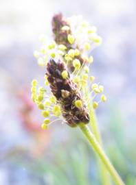 Fotografia da espécie Plantago holosteum