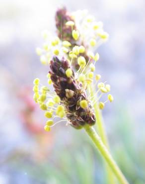 Fotografia 9 da espécie Plantago holosteum no Jardim Botânico UTAD