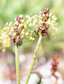 Fotografia da espécie Plantago holosteum