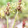 Fotografia 10 da espécie Plantago holosteum do Jardim Botânico UTAD