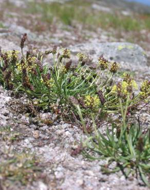 Fotografia 11 da espécie Plantago holosteum no Jardim Botânico UTAD