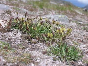 Fotografia da espécie Plantago holosteum