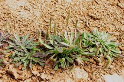 Fotografia da espécie Plantago macrorhiza