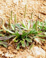 Fotografia da espécie Plantago macrorhiza