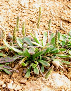 Fotografia 1 da espécie Plantago macrorhiza no Jardim Botânico UTAD