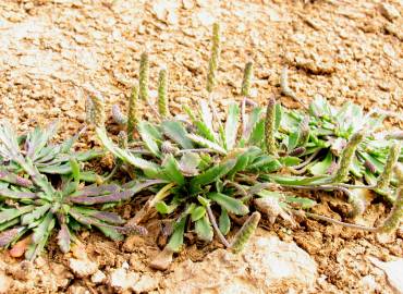 Fotografia da espécie Plantago macrorhiza