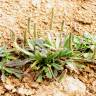 Fotografia 1 da espécie Plantago macrorhiza do Jardim Botânico UTAD