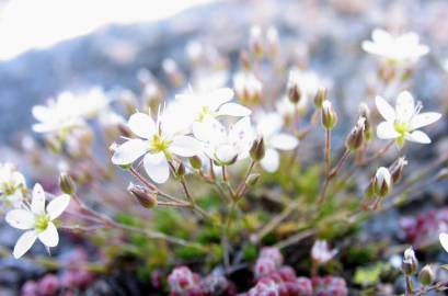 Fotografia da espécie Spergula morisonii