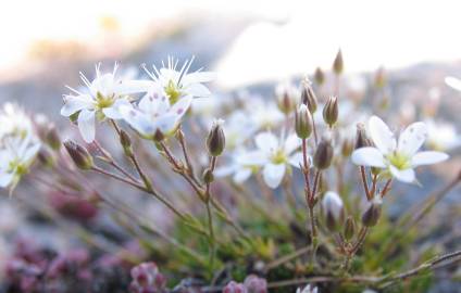 Fotografia da espécie Spergula morisonii