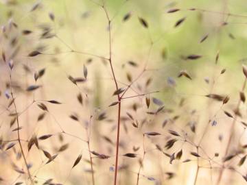 Fotografia da espécie Molineriella laevis