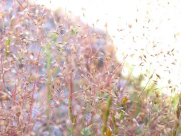 Fotografia da espécie Molineriella laevis