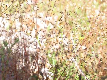 Fotografia da espécie Molineriella laevis