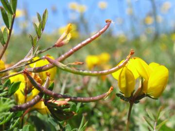 Fotografia da espécie Lotus corniculatus subesp. corniculatus