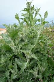 Fotografia da espécie Onopordum acanthium subesp. acanthium