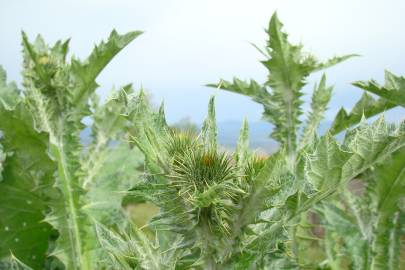 Fotografia da espécie Onopordum acanthium subesp. acanthium