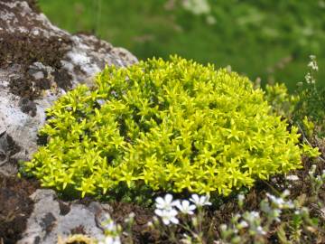 Fotografia da espécie Sedum acre