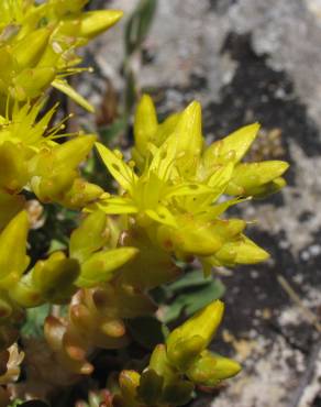 Fotografia 3 da espécie Sedum acre no Jardim Botânico UTAD