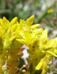 Sedum acre