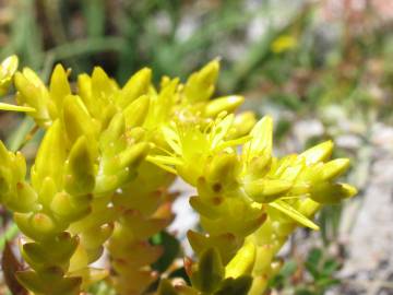 Fotografia da espécie Sedum acre