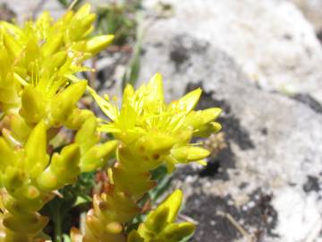 Fotografia da espécie Sedum acre