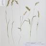 Fotografia de herbário 1 da espécie Anthoxanthum odoratum no Jardim Botânico UTAD