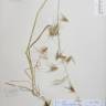 Fotografia de herbário 1 da espécie Avena sterilis no Jardim Botânico UTAD