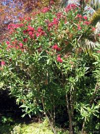 Fotografia da espécie Nerium oleander