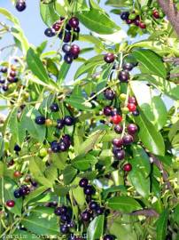 Fotografia da espécie Prunus laurocerasus