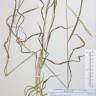 Fotografia de herbário 1 da espécie Brachypodium sylvaticum no Jardim Botânico UTAD