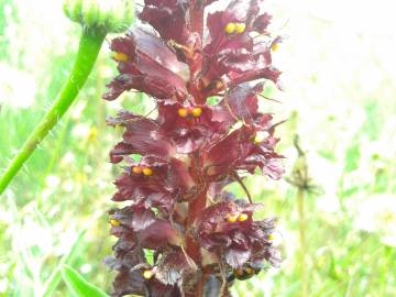 Fotografia da espécie Orobanche variegata