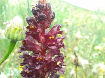 Fotografia da espécie Orobanche variegata